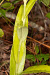 Longhorn bog orchid